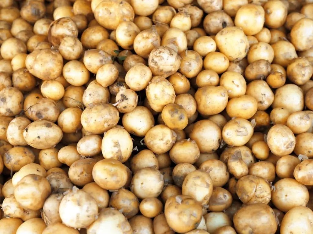 Multitude de pommes de terre grenaille